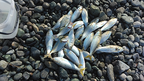 コノシロの釣果