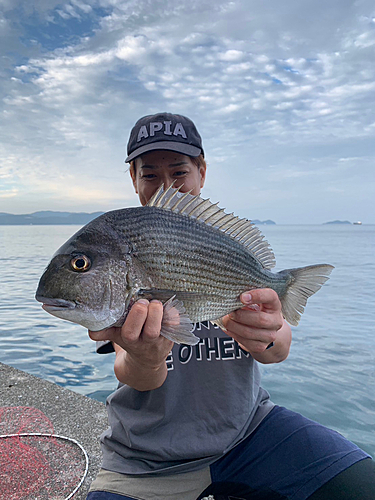 ヘダイの釣果