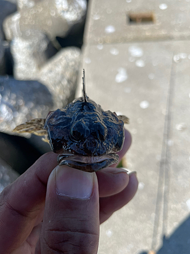 カジカの釣果