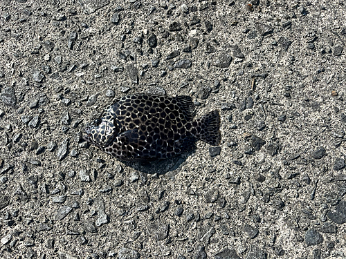 イシガキダイの釣果