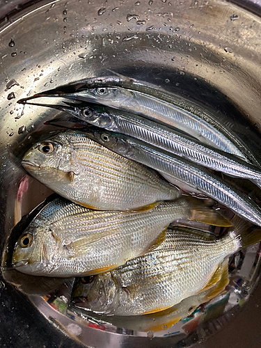 ヘダイの釣果