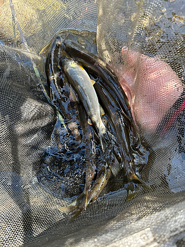 アユの釣果