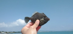 カワハギの釣果