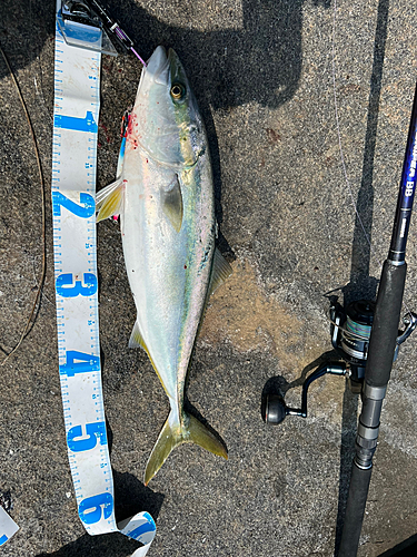 イナダの釣果