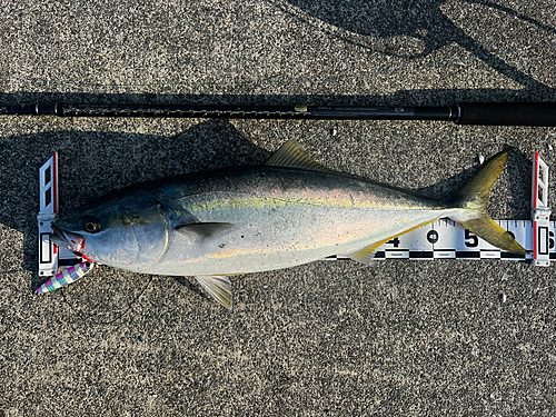 イナダの釣果