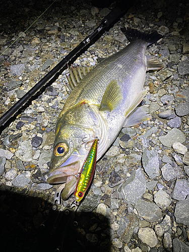 シーバスの釣果