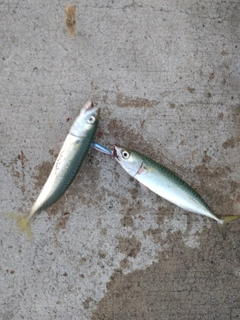 サバの釣果