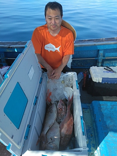 マダイの釣果