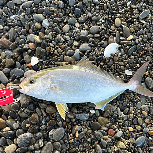 ショゴの釣果