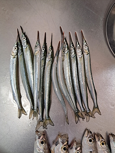 サヨリの釣果