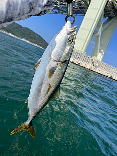 ハマチの釣果