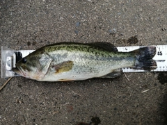 ブラックバスの釣果