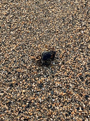 カニの釣果