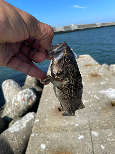 ソイの釣果