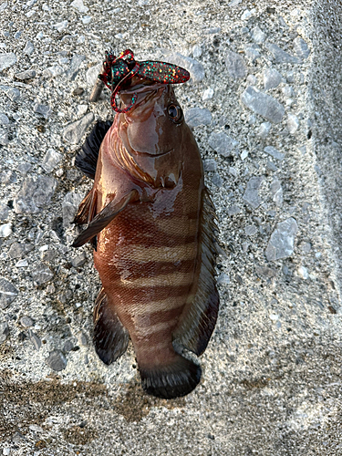 ヤミハタの釣果