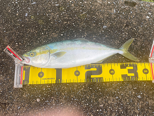 ワカシの釣果