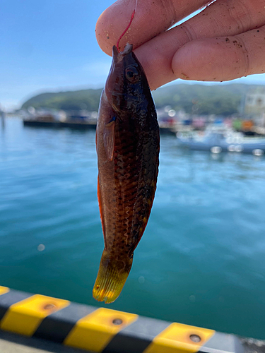 ホシササノハベラの釣果