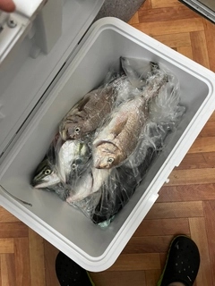 カンパチの釣果