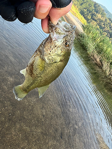 ラージマウスバスの釣果