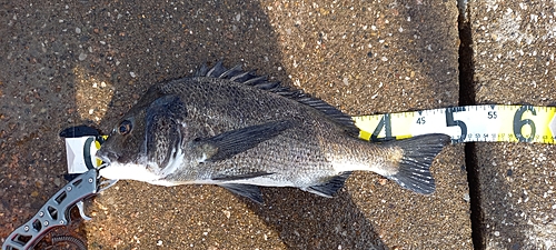 チヌの釣果