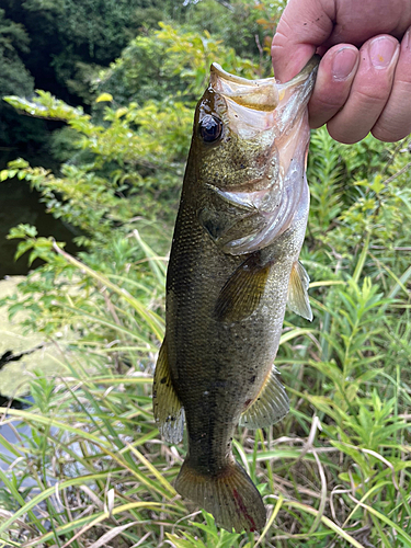 ラージマウスバスの釣果