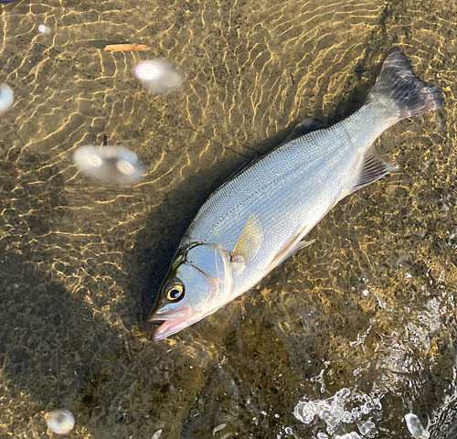 セイゴ（ヒラスズキ）の釣果