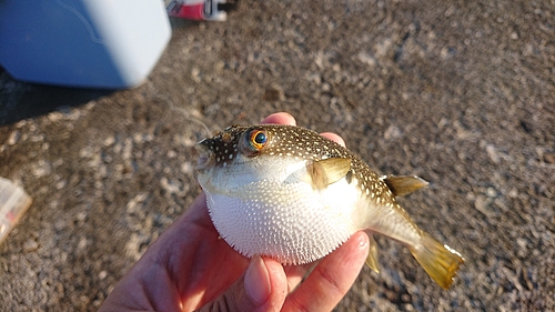 クサフグの釣果