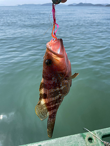 マダイの釣果