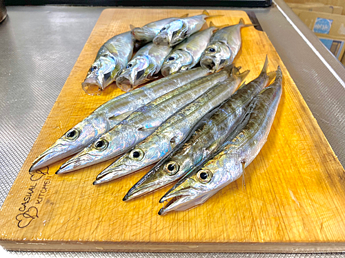 カマスの釣果