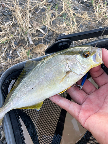 ショゴの釣果