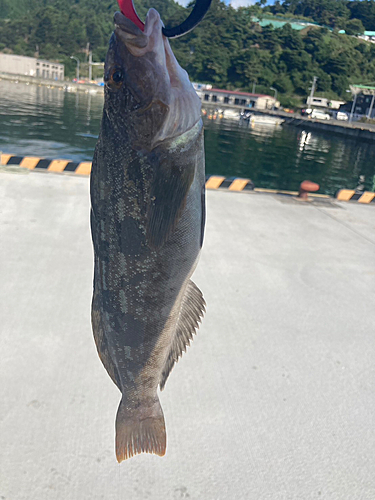 アイナメの釣果