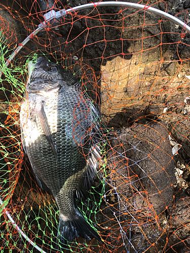 チヌの釣果