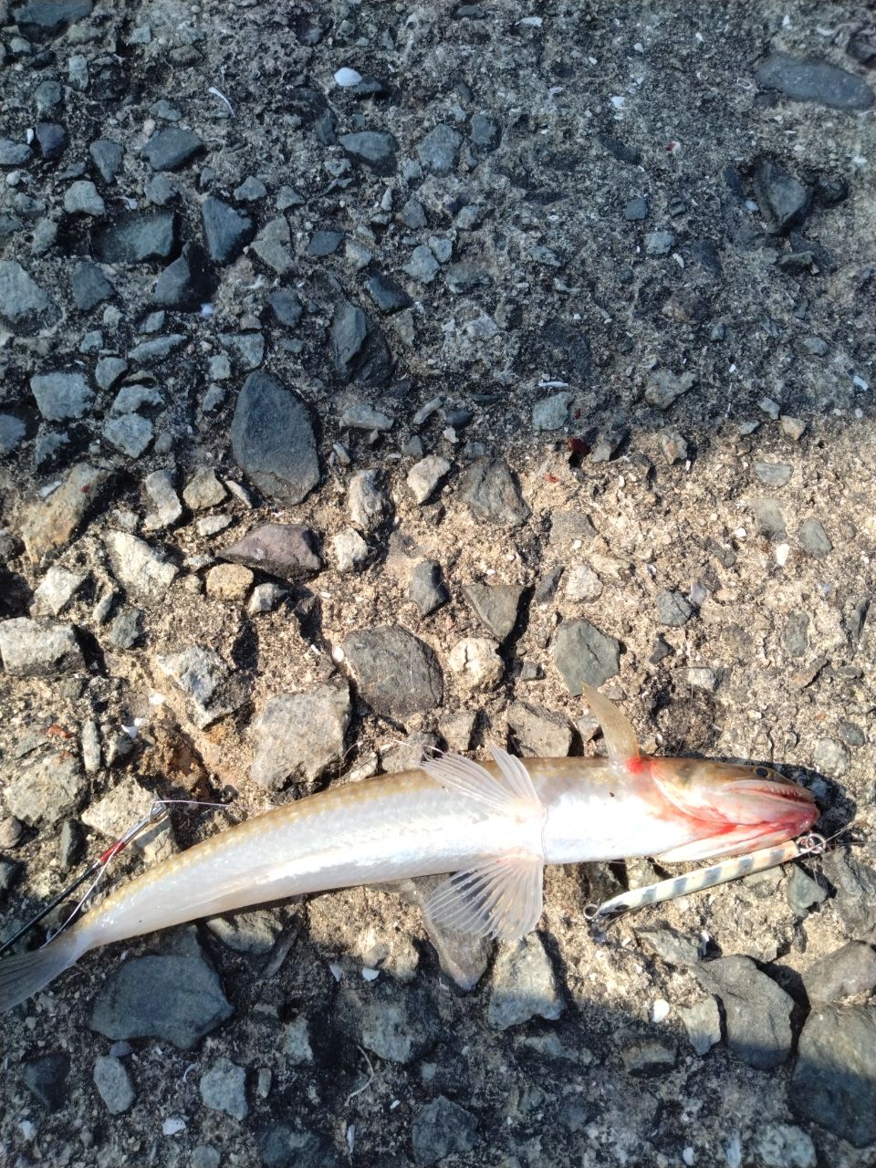 エソ