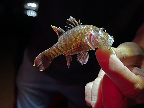 ネンブツダイの釣果