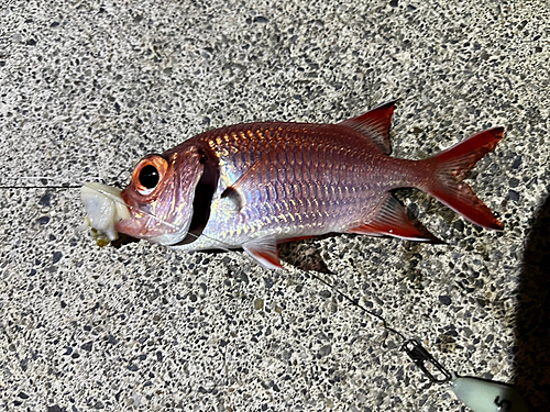 クロオビマツカサの釣果