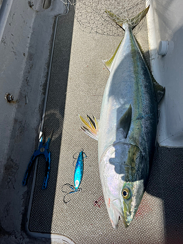 ブリの釣果