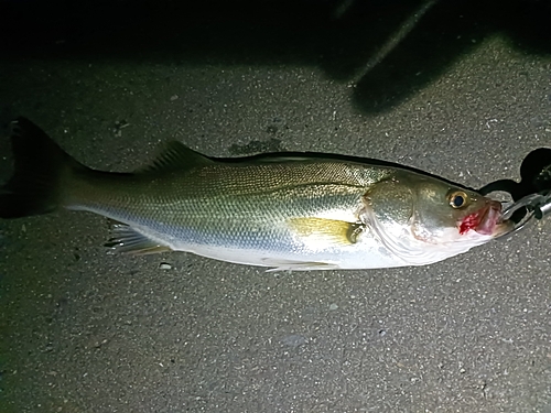 スズキの釣果