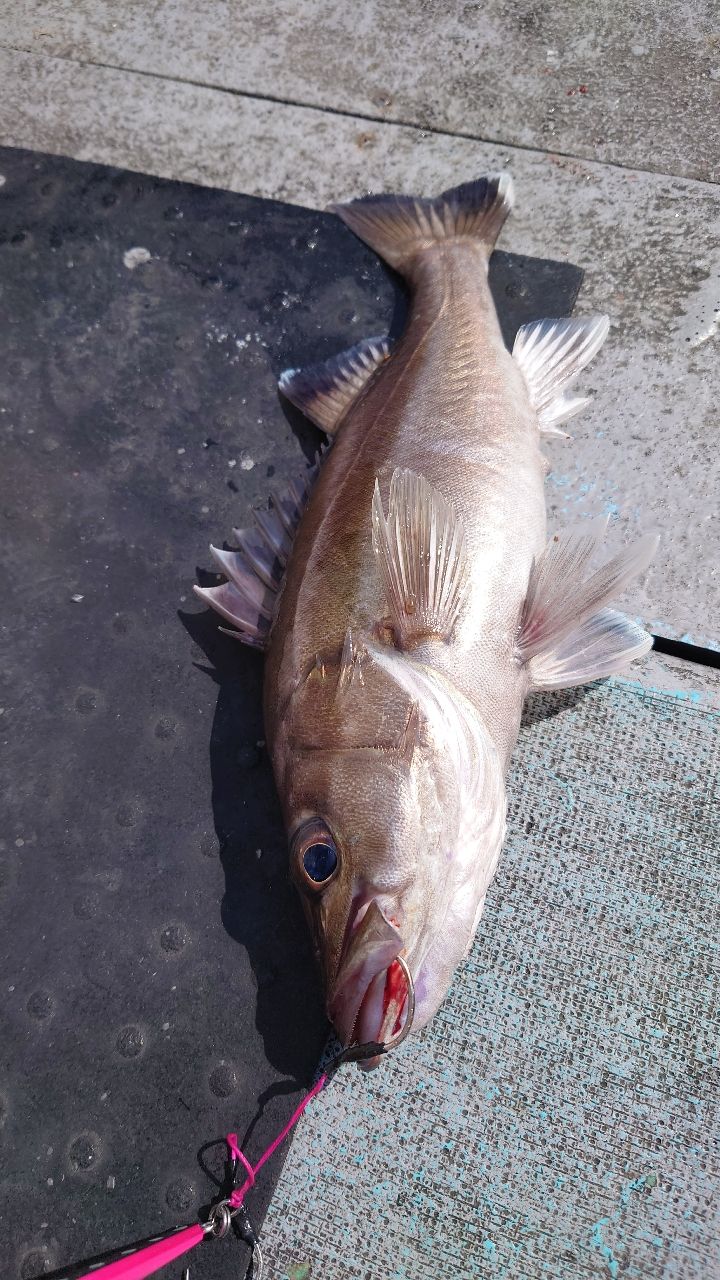 ケンたん☆さんの釣果 2枚目の画像