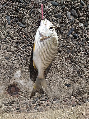 チャリコの釣果