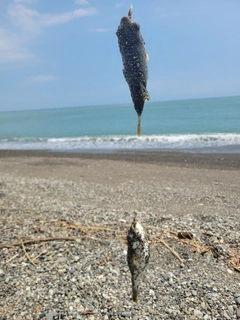 クサフグの釣果