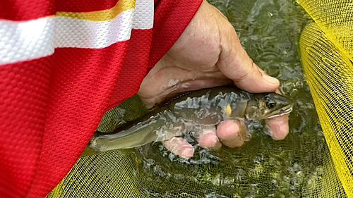 アユの釣果