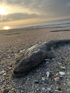 マゴチの釣果