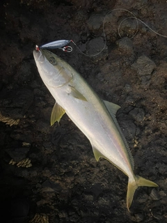 ヒラマサの釣果