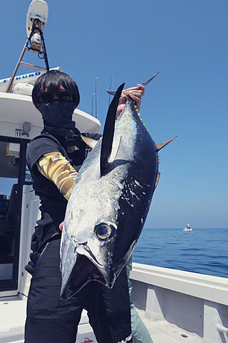 キハダマグロの釣果