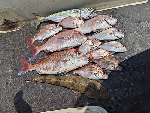 マダイの釣果