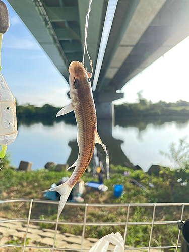 ニゴイの釣果