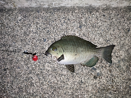 メジナの釣果