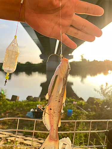 アメリカナマズの釣果