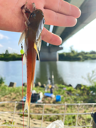 アメリカナマズの釣果