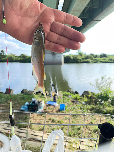 アメリカナマズの釣果